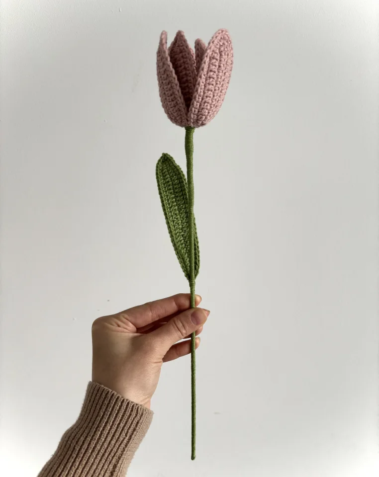 Tulipan