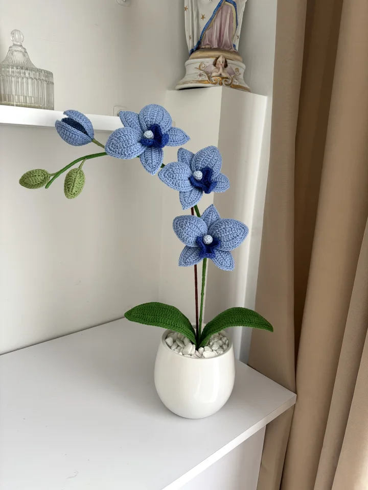 Storczyk/Orchidea